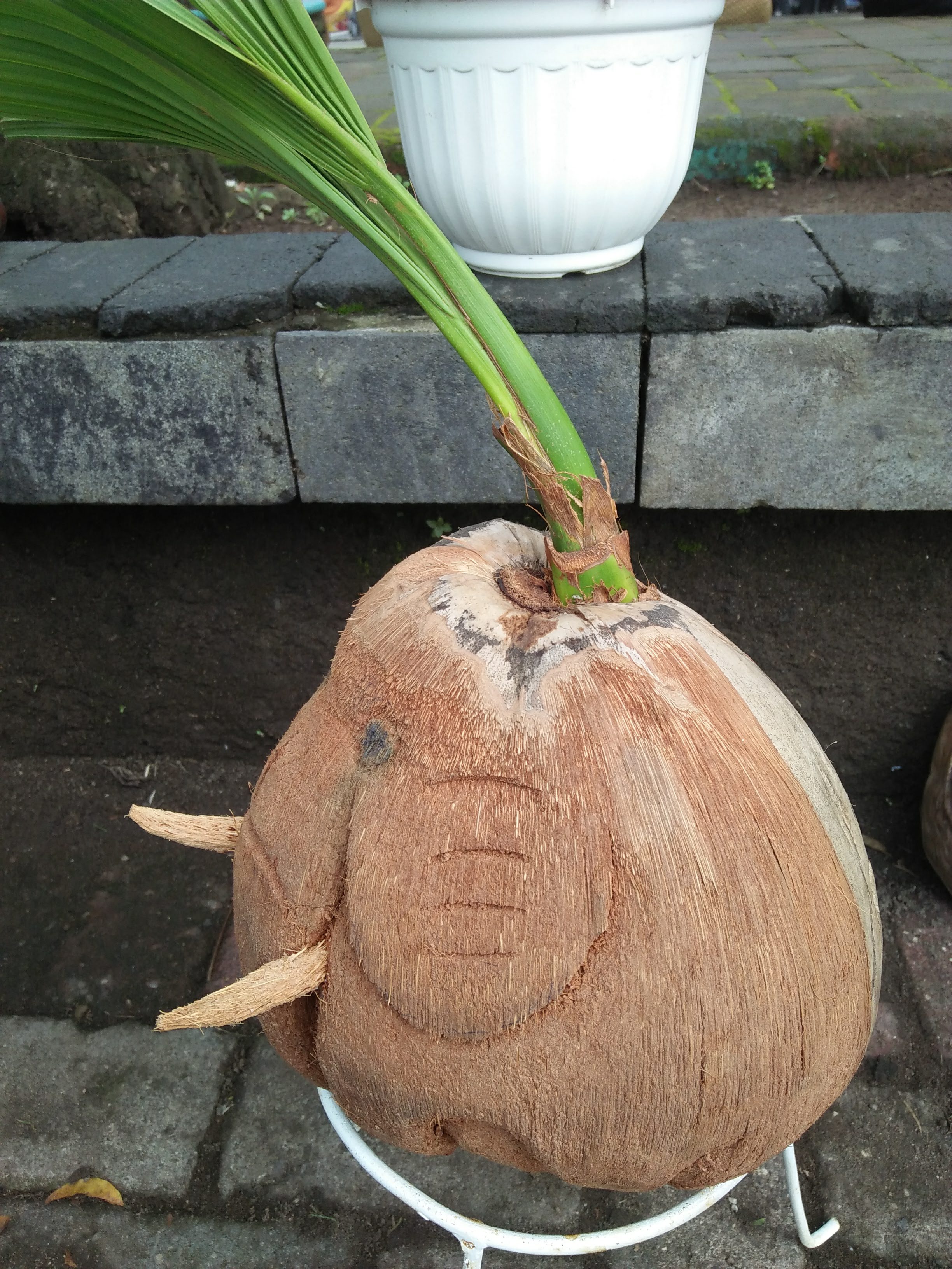 Sprouted Coconut Bonsai