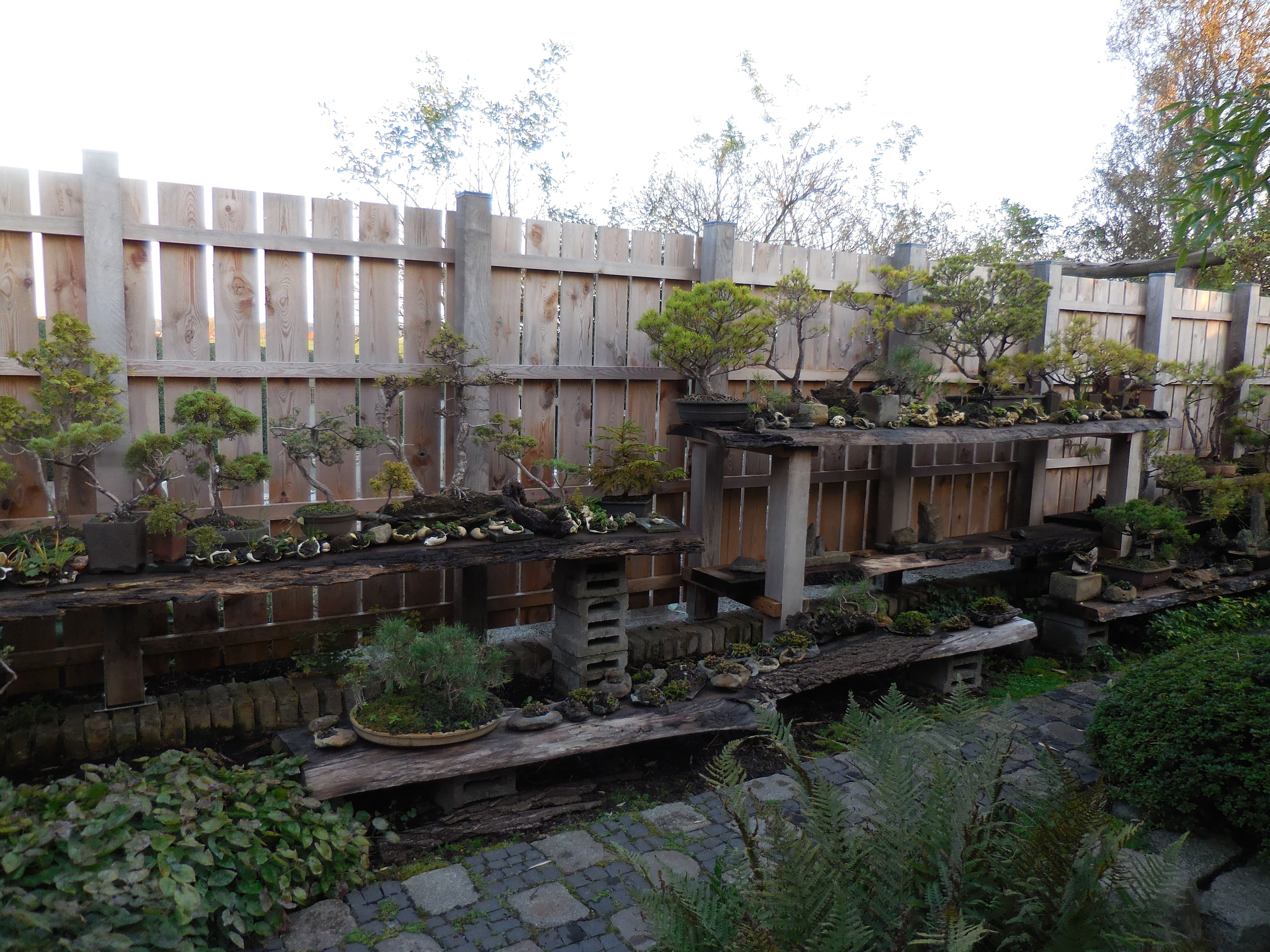 Scots Pine Informal Upright Bonsai