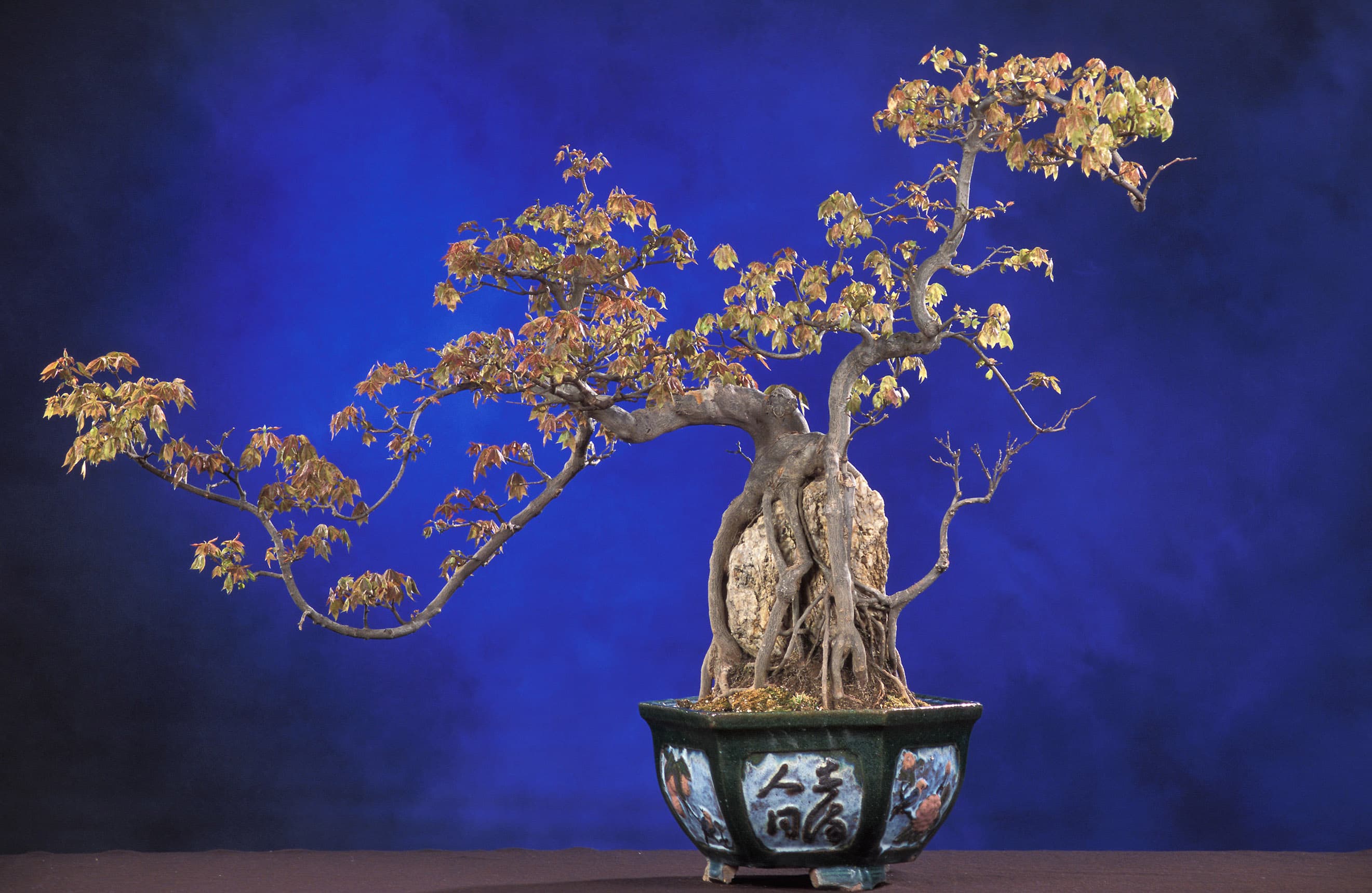 Trident Maple Root-Over-Rock Bonsai