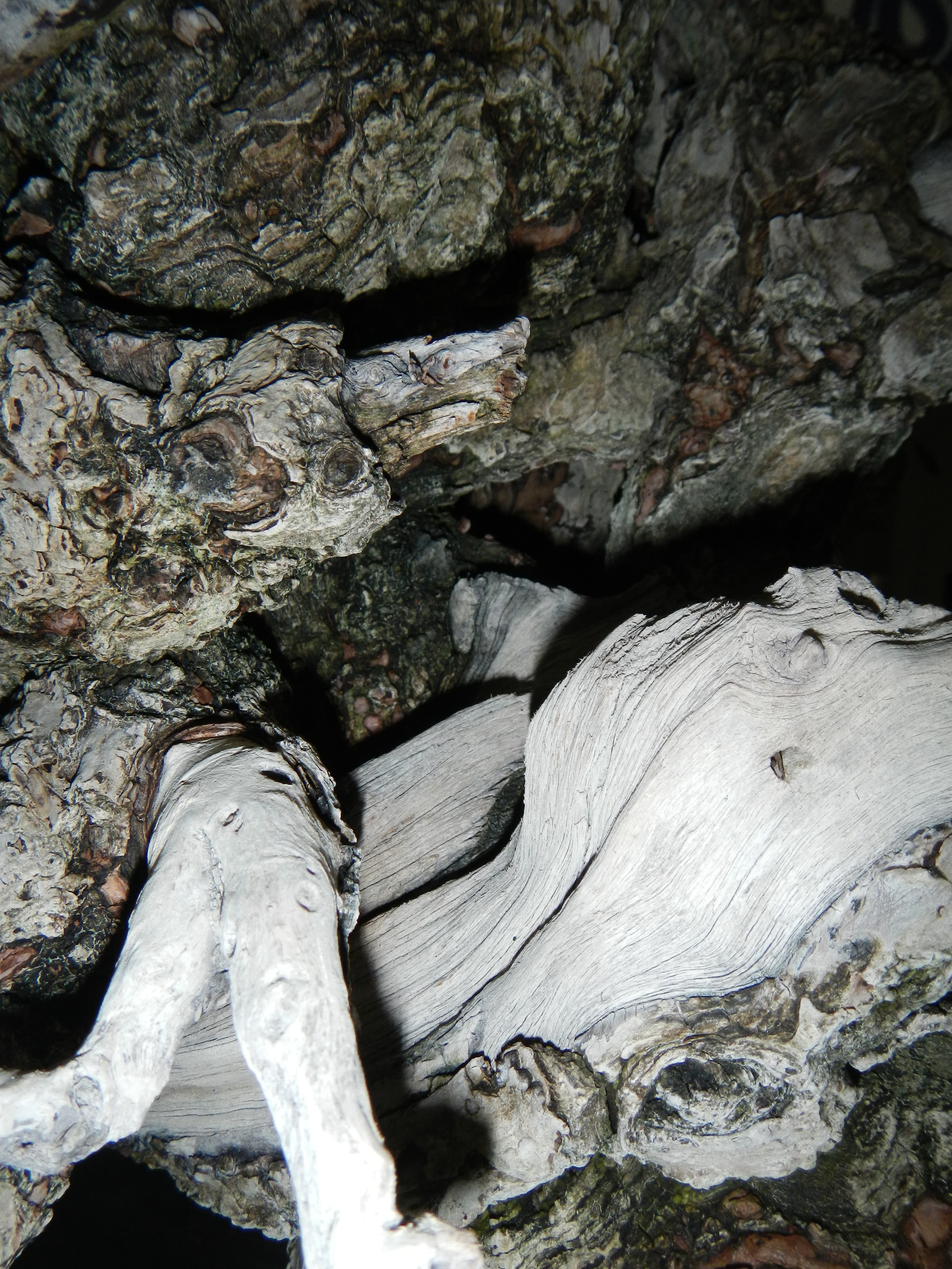 Bonsai with Prominent Deadwood