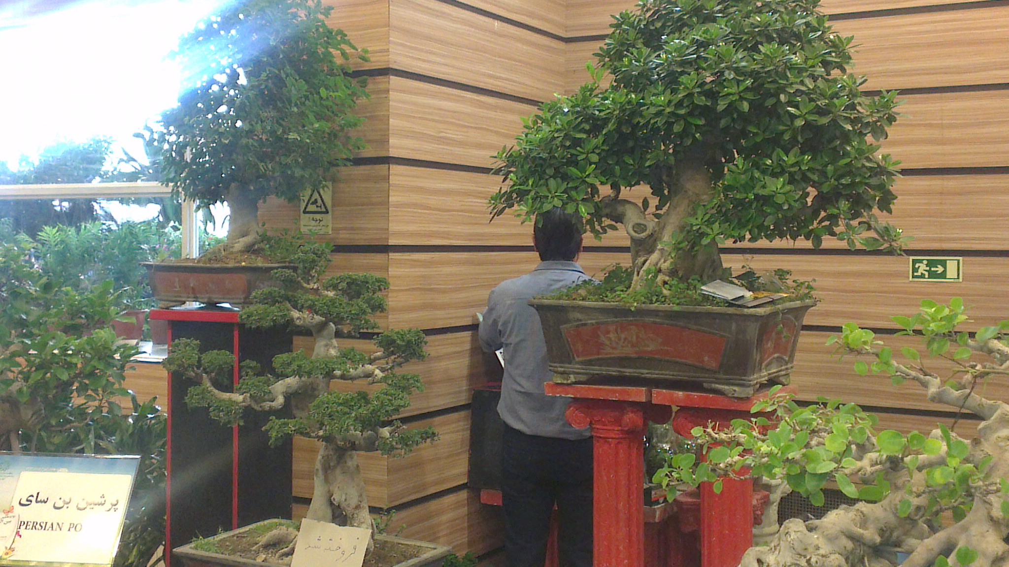 Mature Chinese Banyan Bonsai