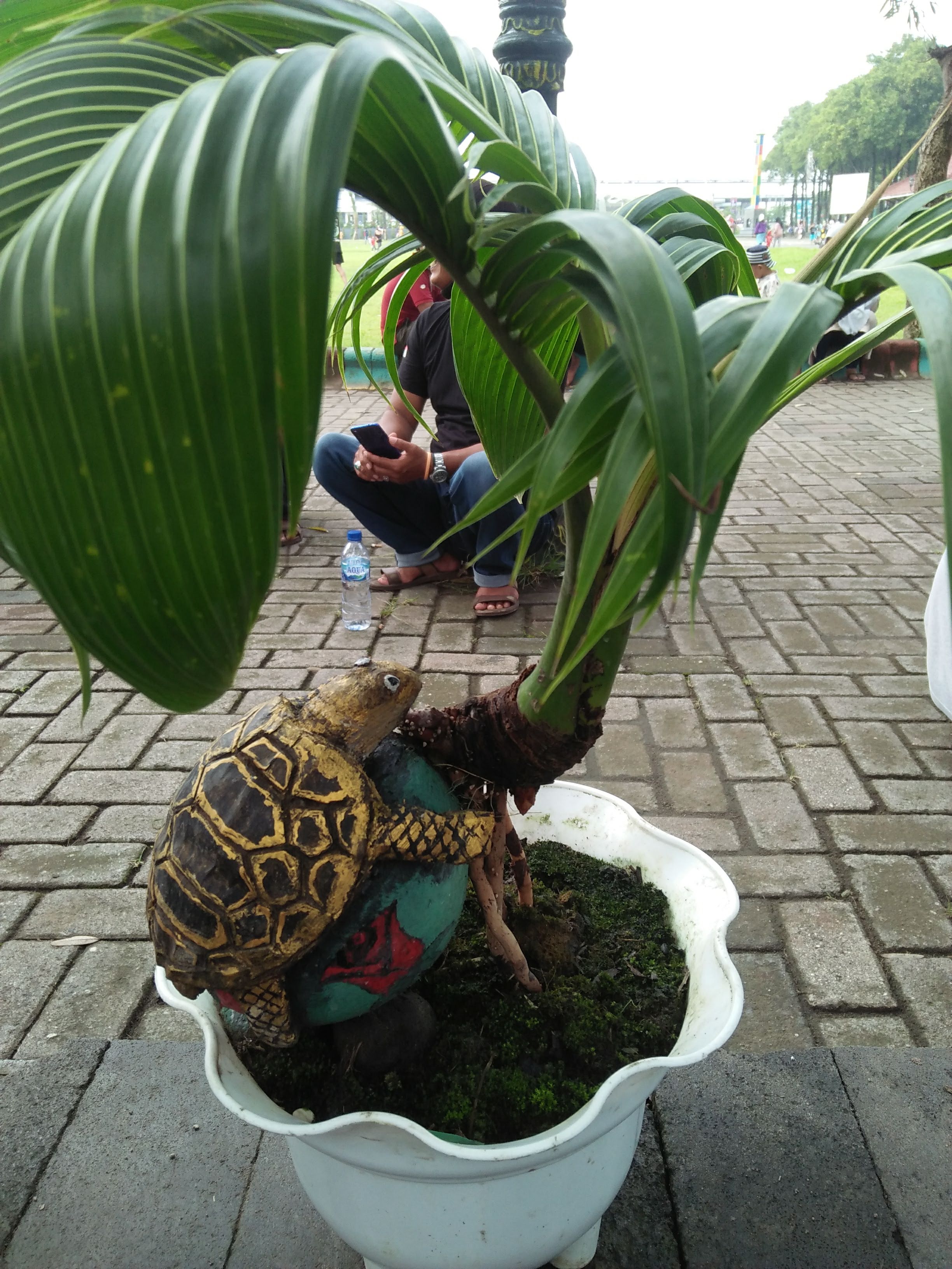 Coconut Bonsai with Turtle Ornament