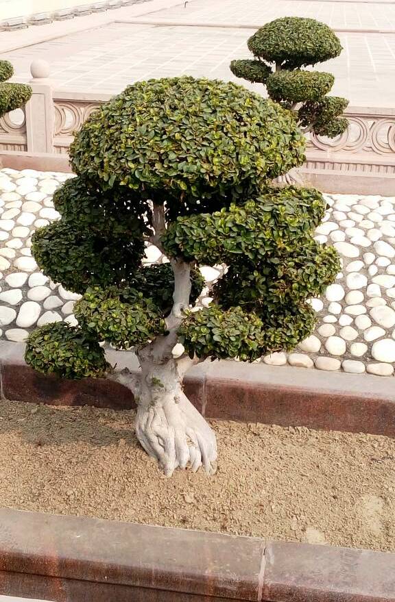 Gnarled Chinese Banyan Bonsai