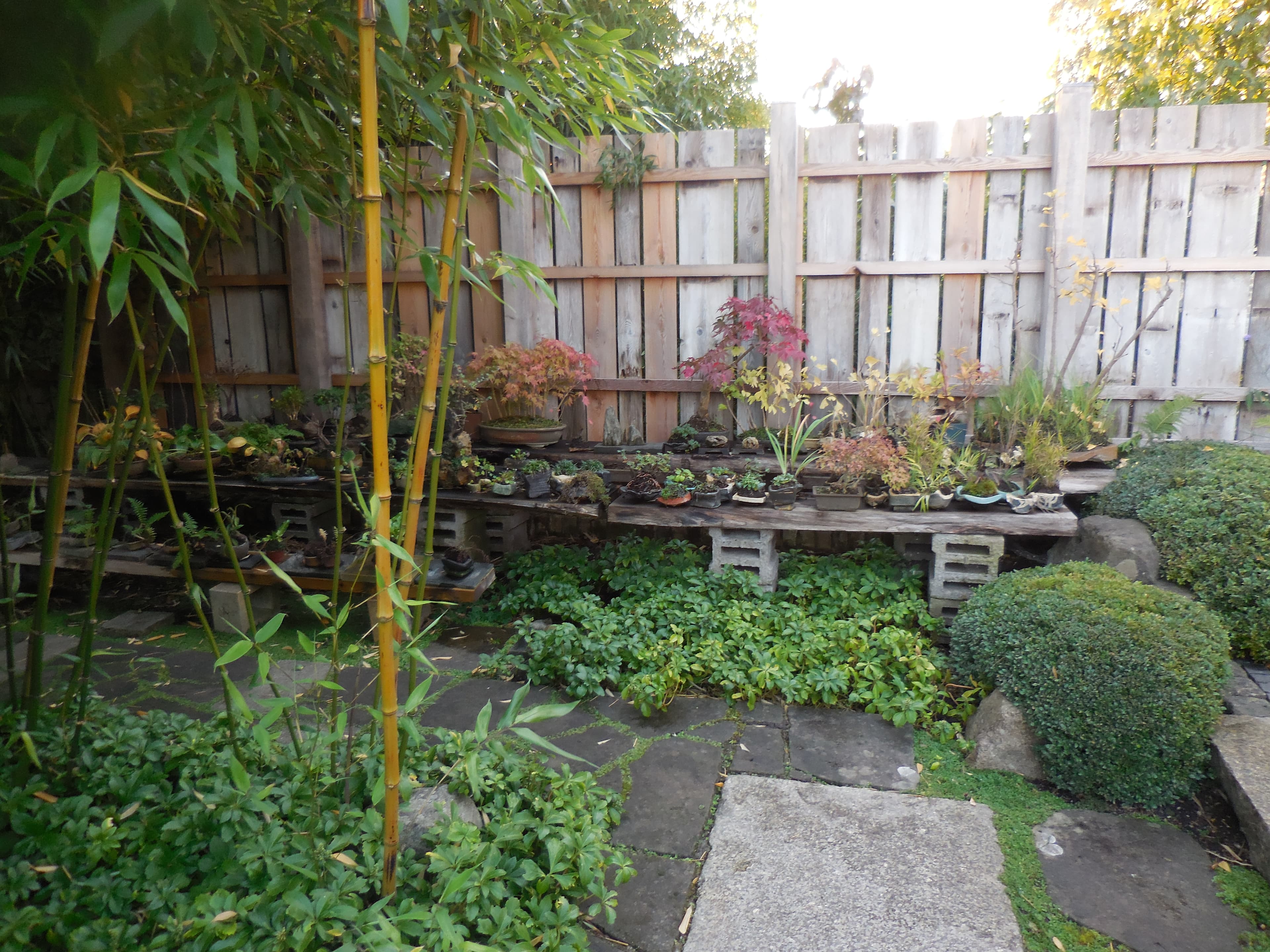 Japanese Maple Bonsai
