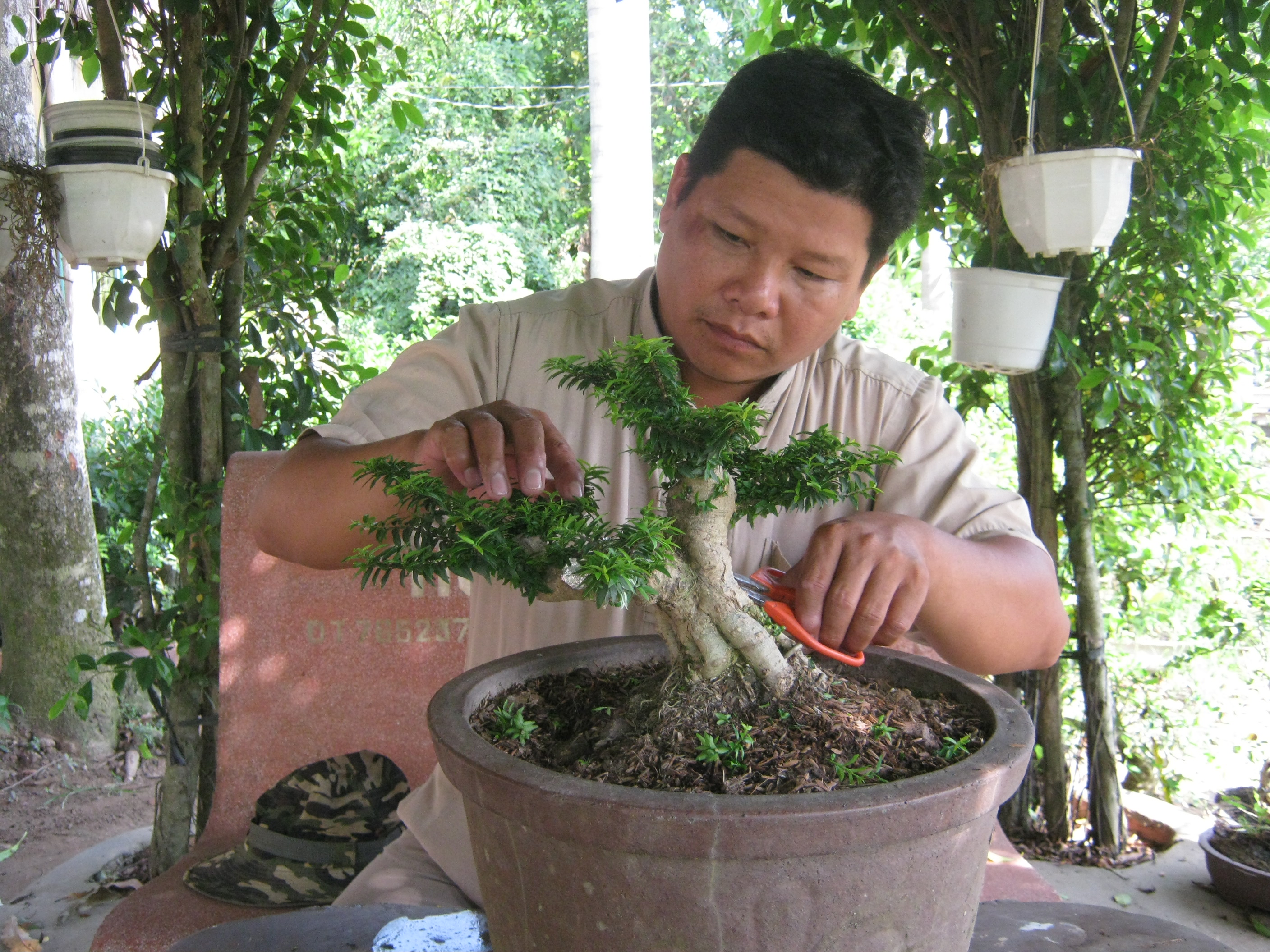 Ficus Microcarpa Informal Upright Bonsai