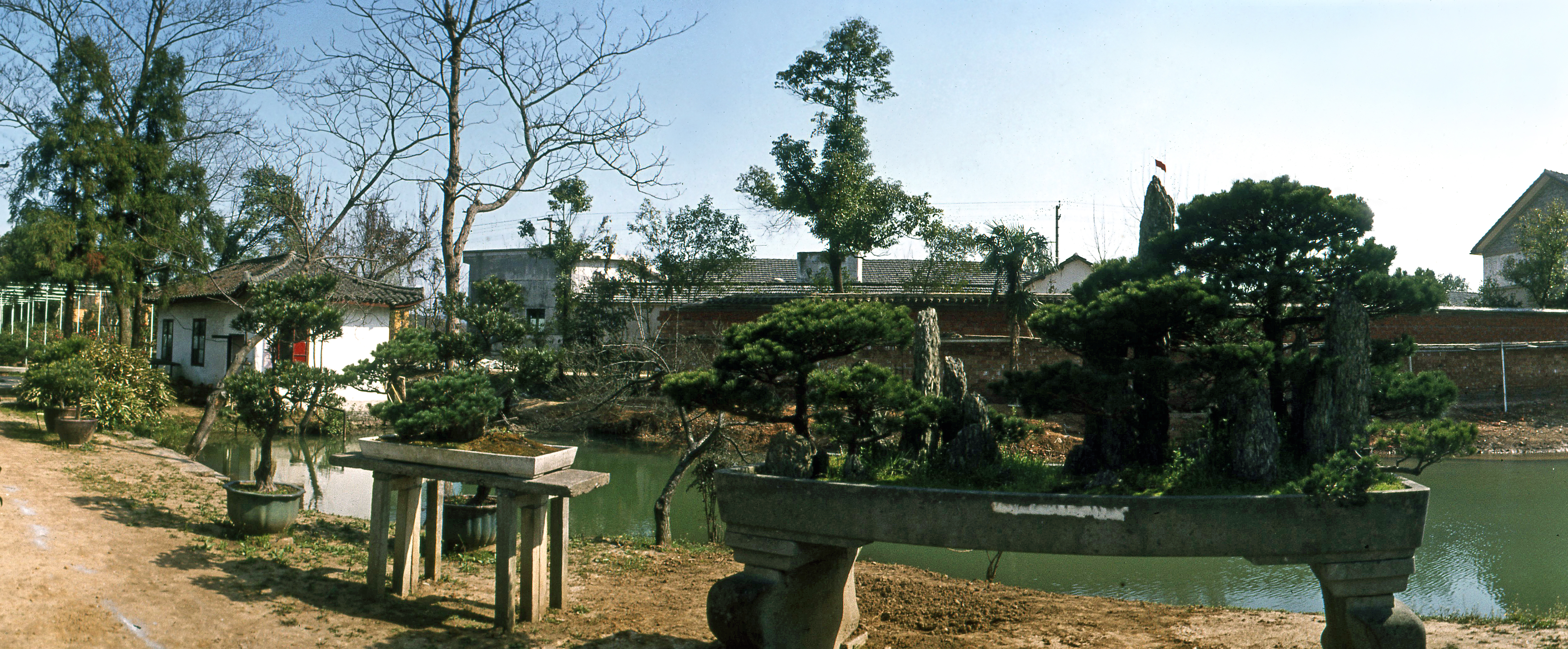 Pine Forest Rock Landscape Bonsai