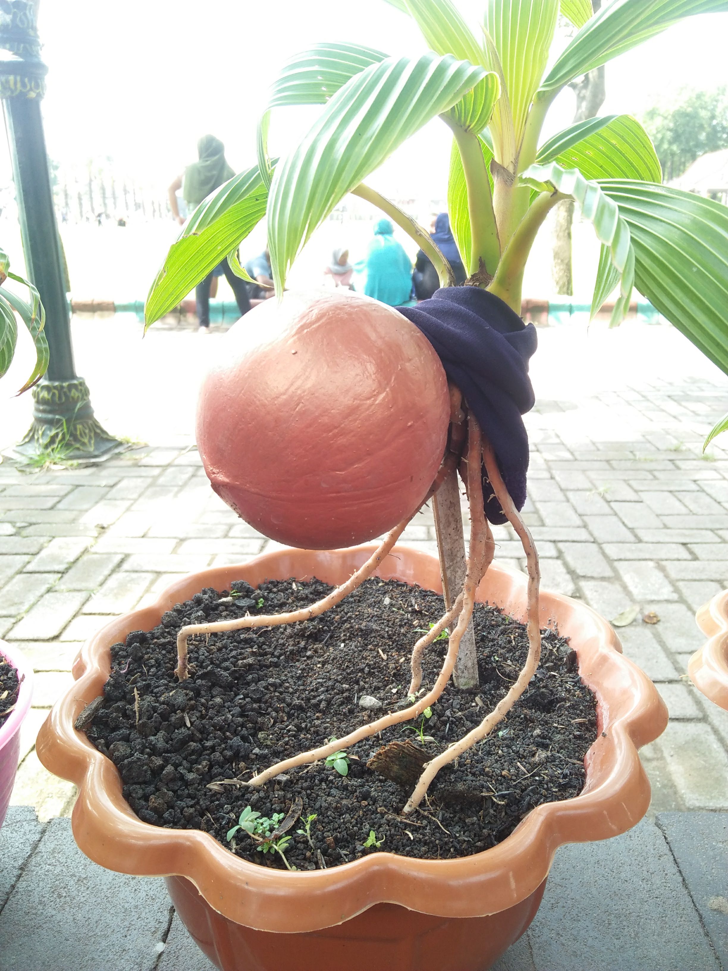 Painted Coconut Bonsai with Exposed Roots