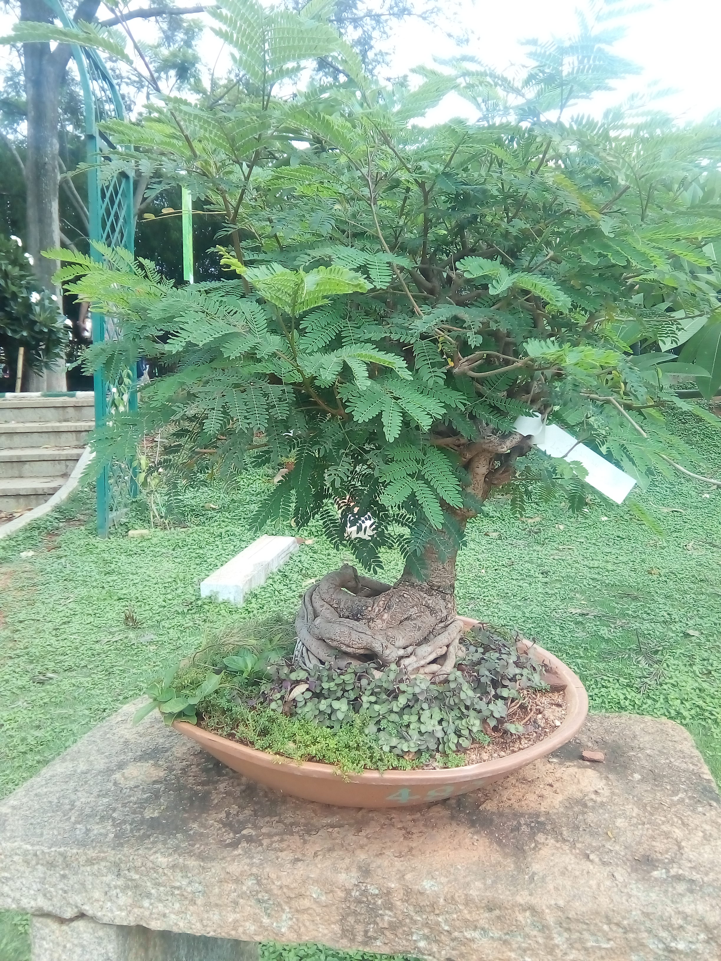 Albizia Lebbeck Bonsai