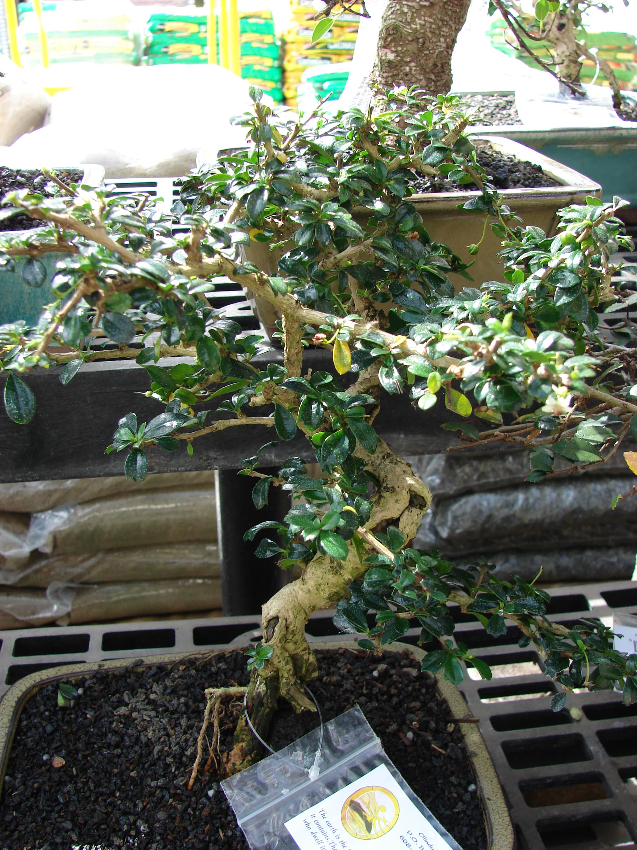 Fukien Tea Tree Informal Upright Bonsai