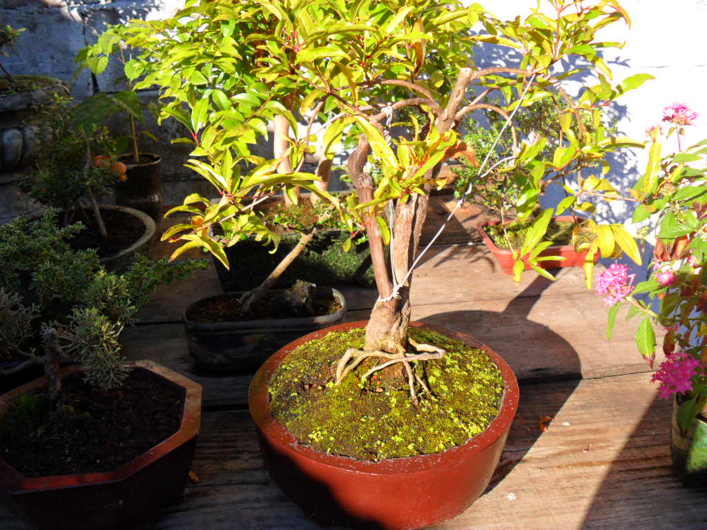 Pomegranate Bonsai
