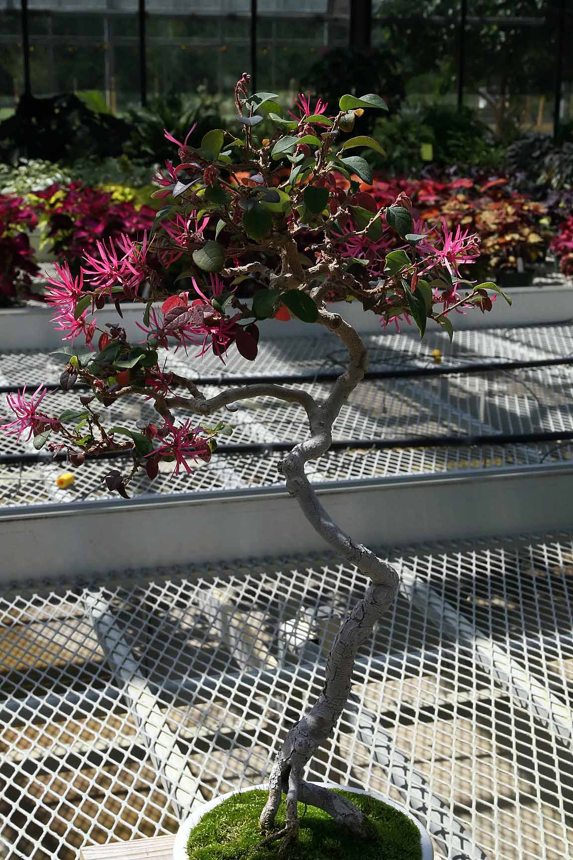 Chinese Fringe Flower Bonsai