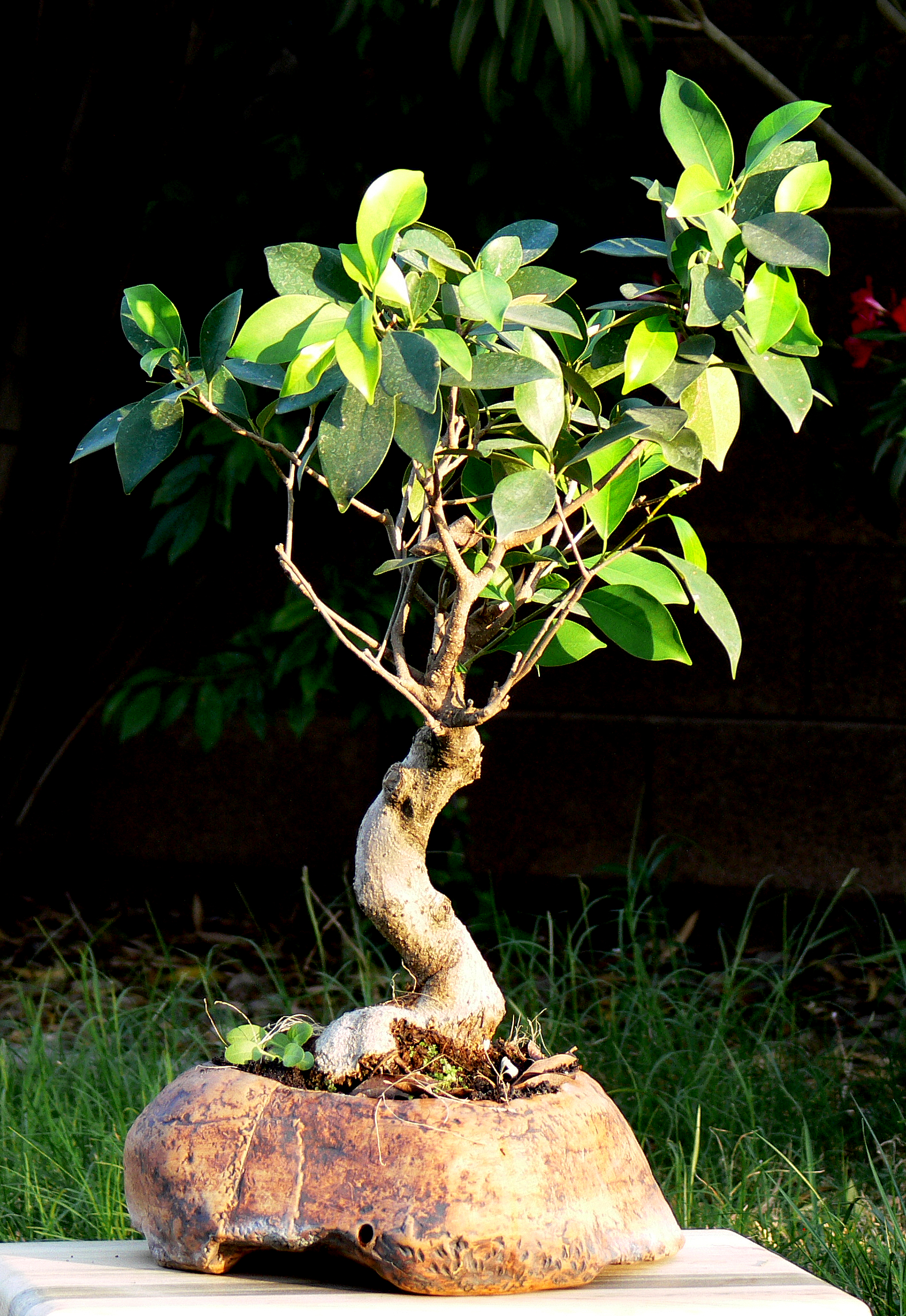 Curved Trunk Ficus Benjamina Bonsai