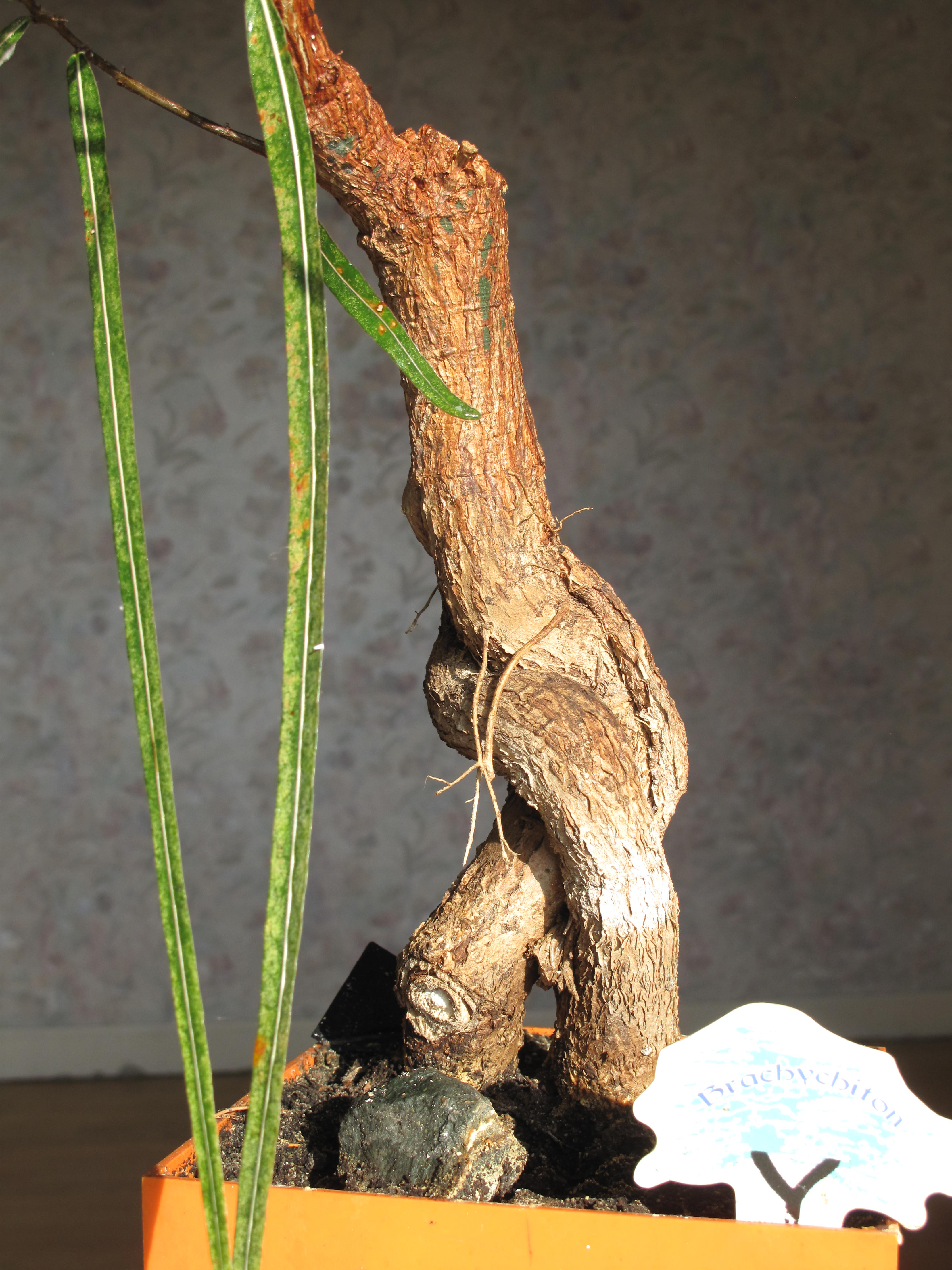Queensland Bottle Tree Bonsai