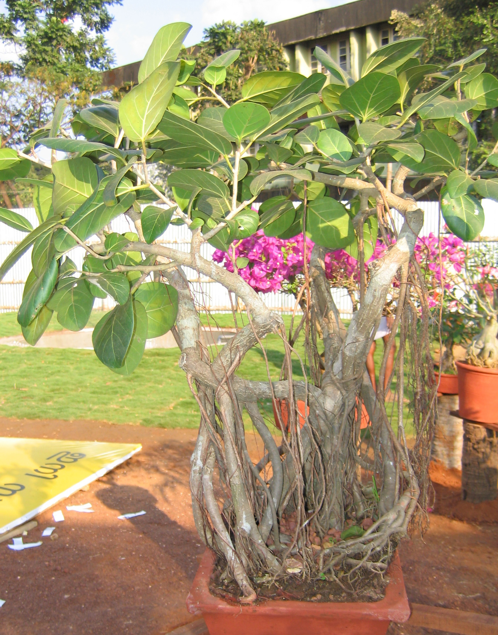 Banyan Bonsai with Extensive Aerial Roots