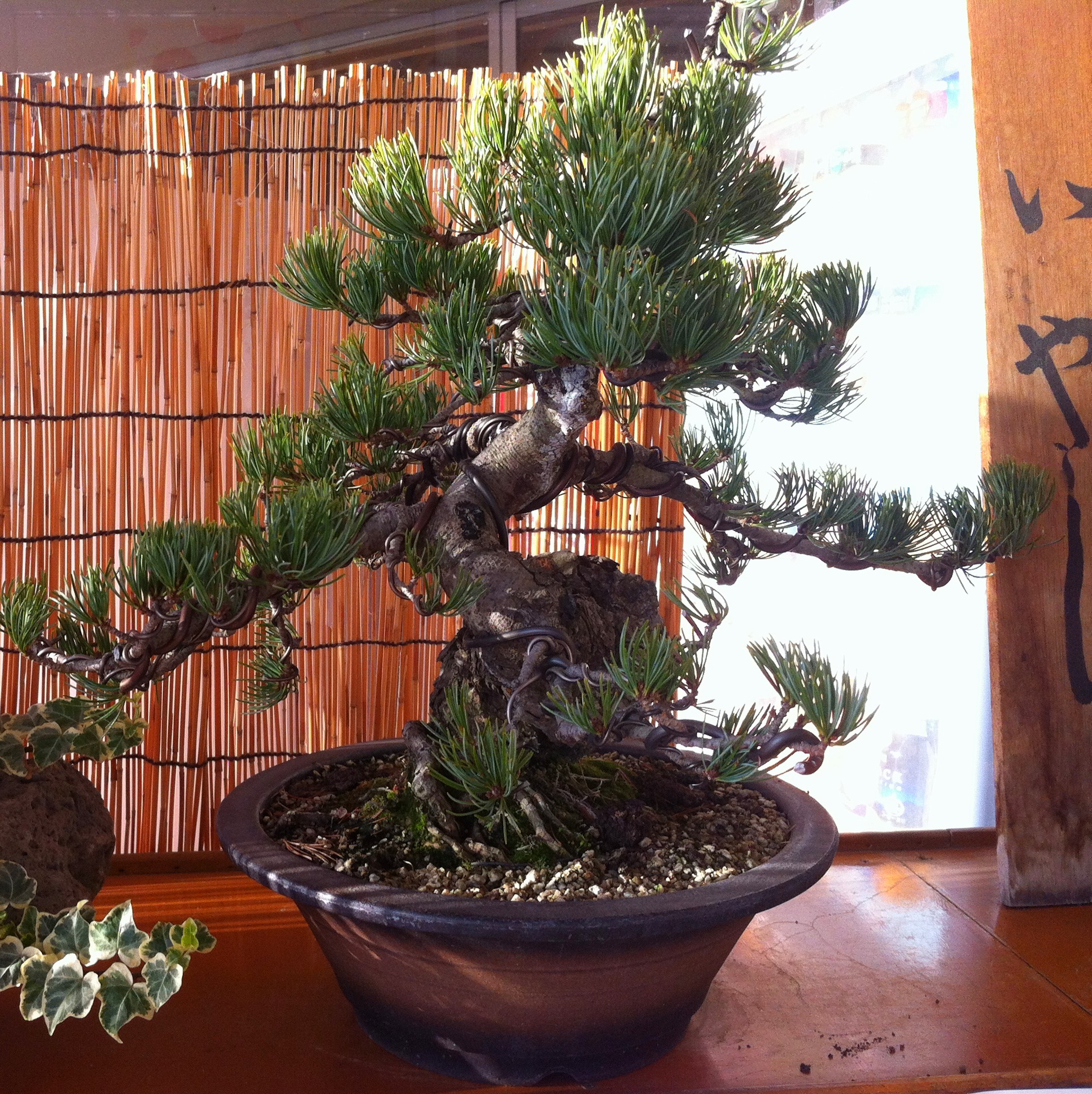 Japanese Black Pine Informal Upright Bonsai