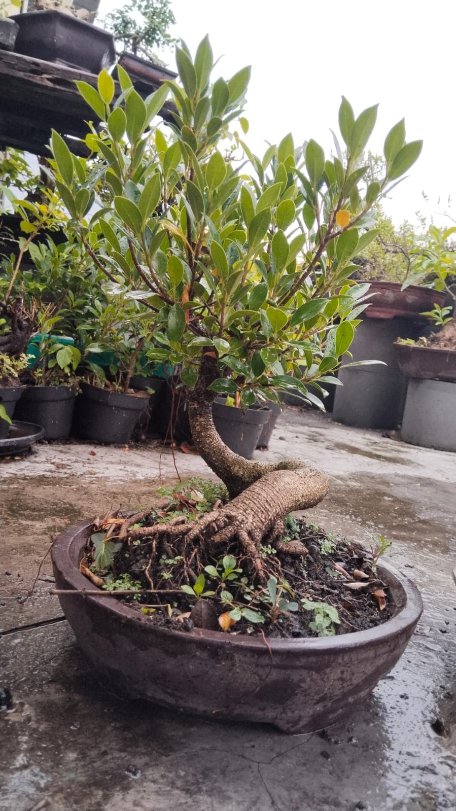 Ficus Microcarpa Informal Upright Bonsai