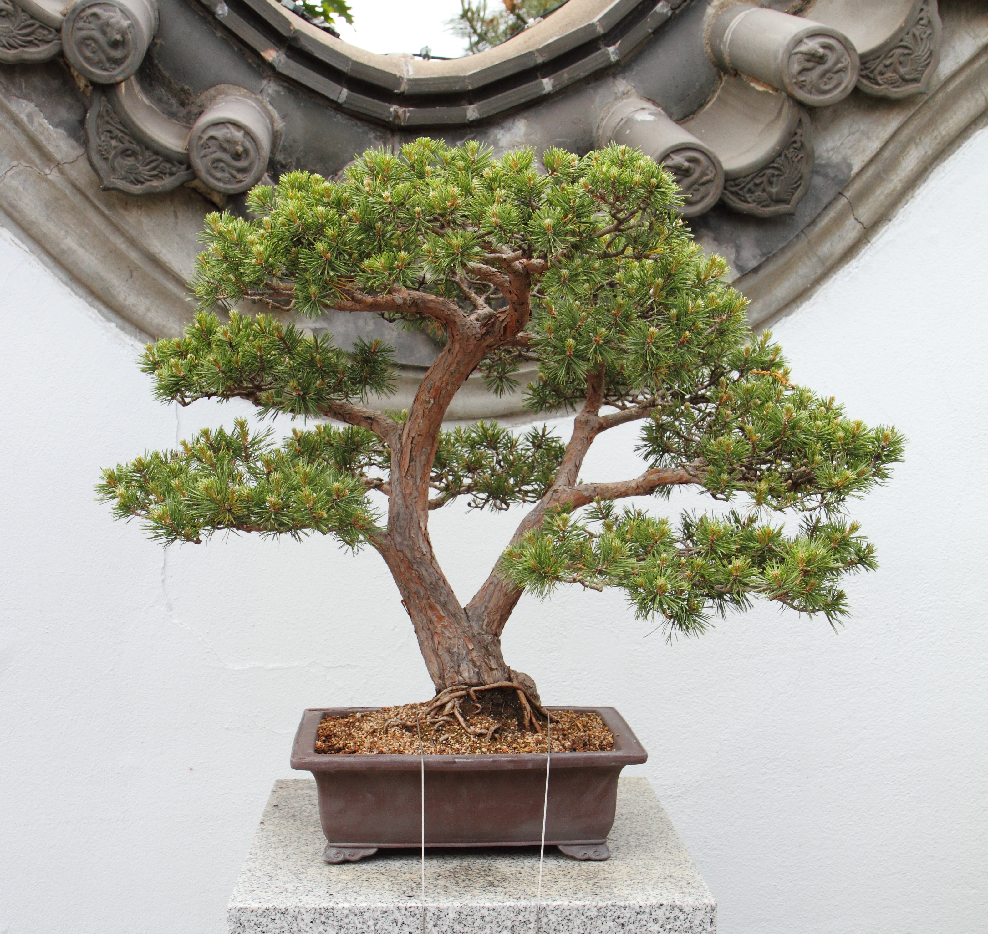 Scots Pine Penjing