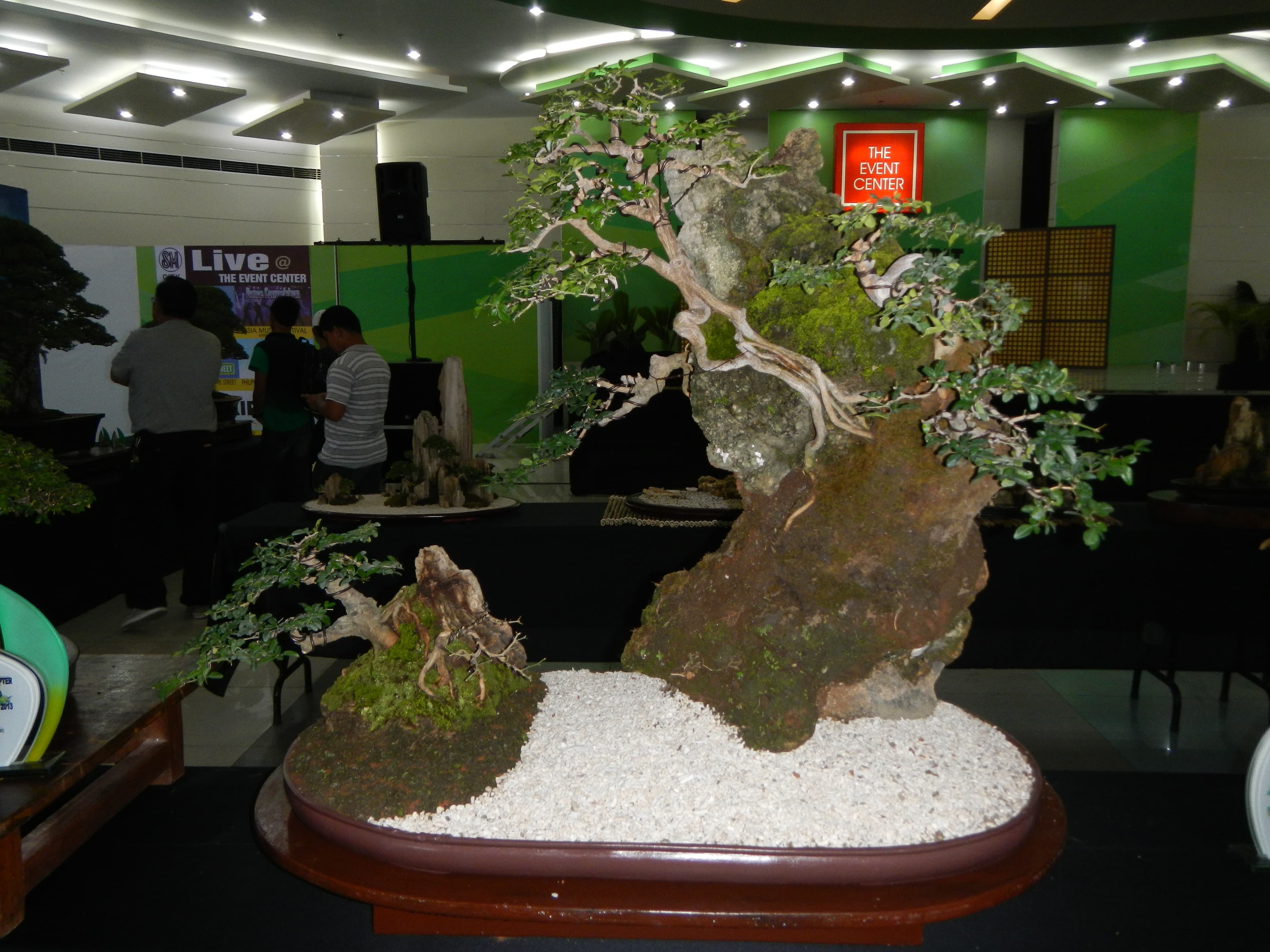 Premna Root-Over-Rock Landscape Bonsai