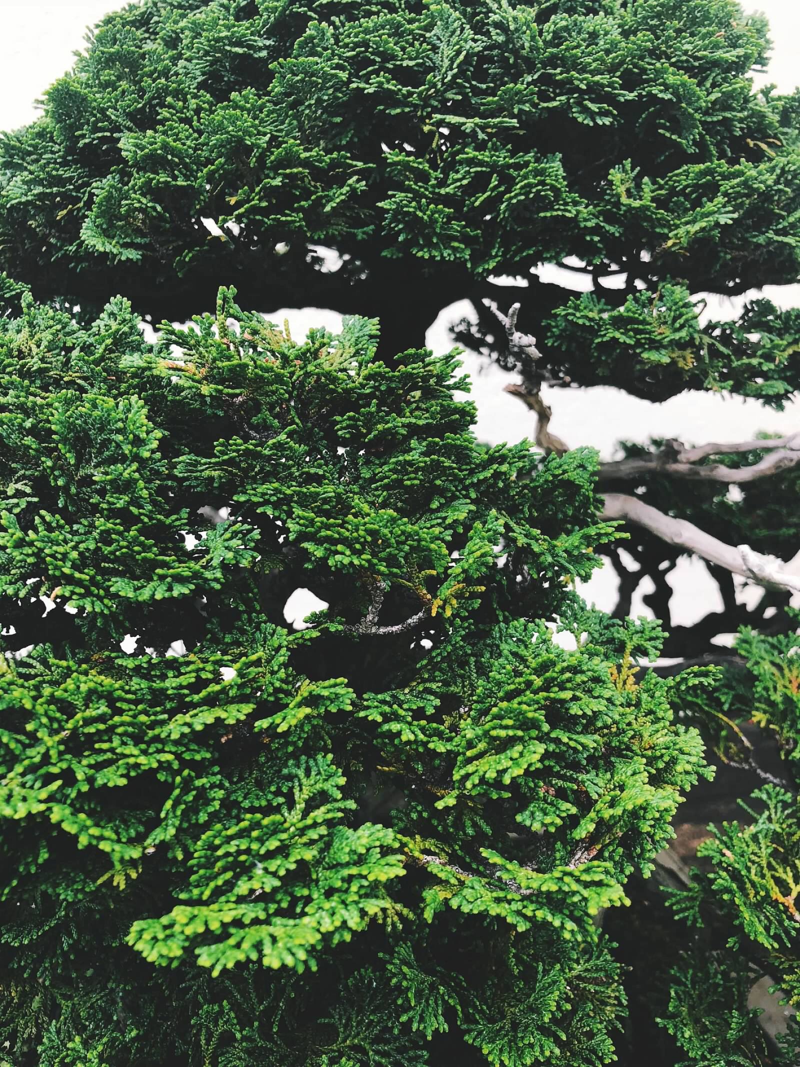 Aged Shimpaku Juniper Bonsai
