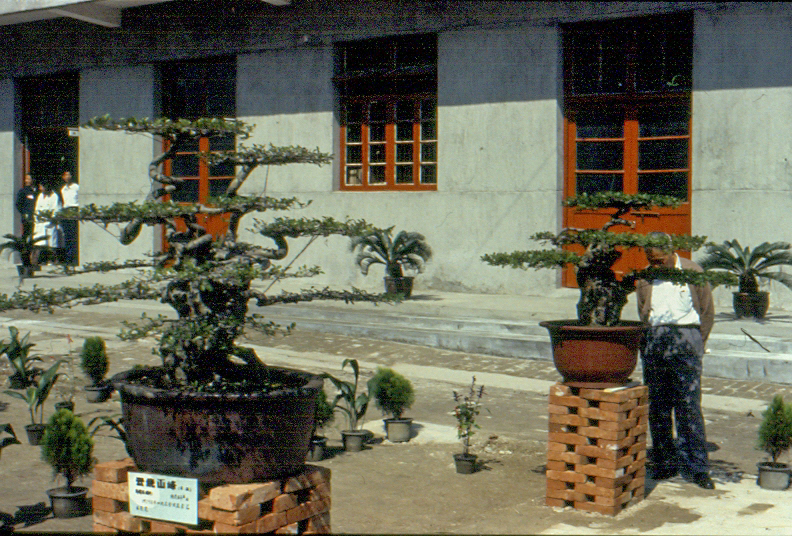 Ancient Chinese Elm Informal Upright Bonsai