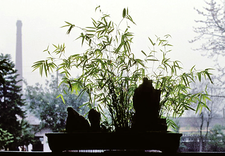 Bamboo Penjing