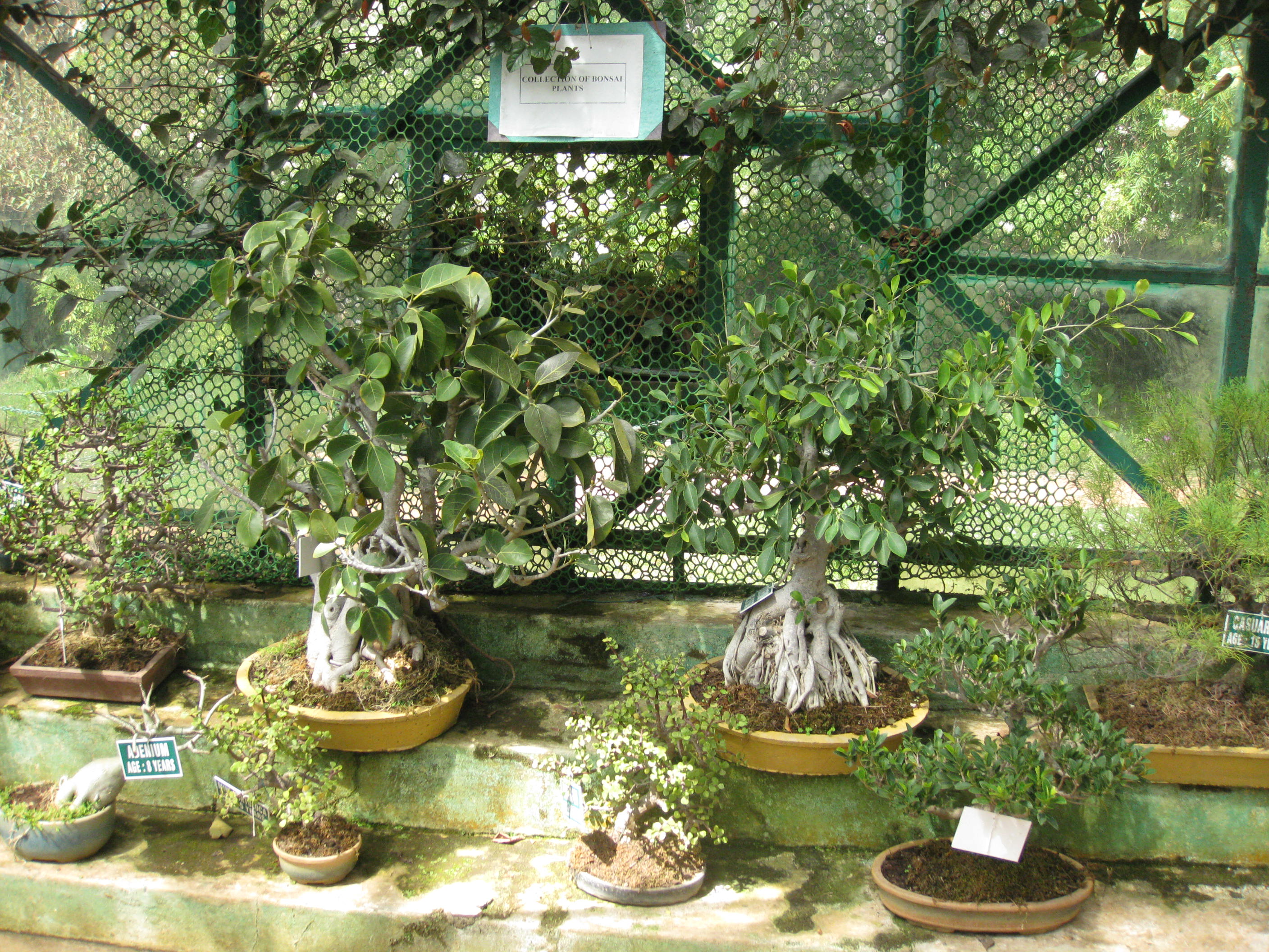 Mature Ficus Bonsai