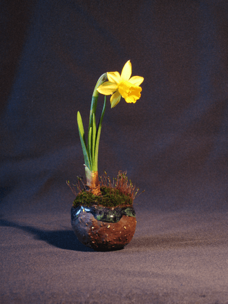 Daffodil Kusamono