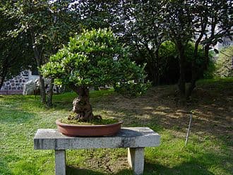 Gnarled Chinese Banyan Penjing