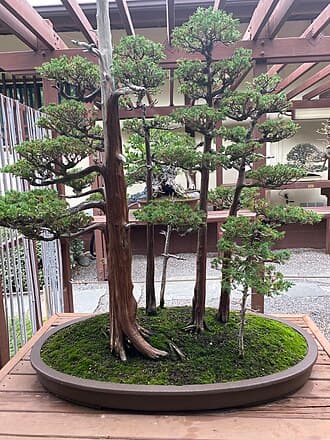 Juniper Forest Bonsai