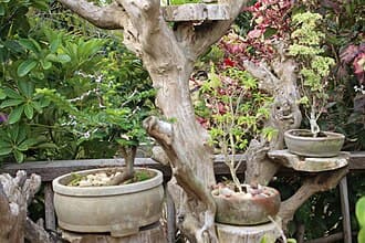 Fukien Tea Tree Bonsai with Wiring