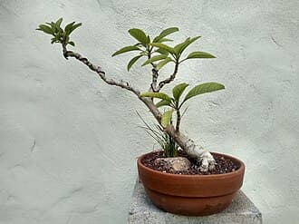 Ombu Bonsai