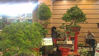 Pyracantha Bonsai with Red Berries