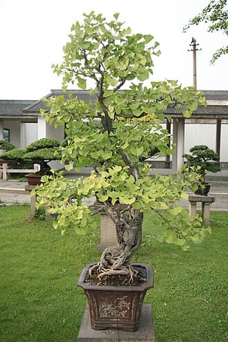 Ginkgo Bonsai