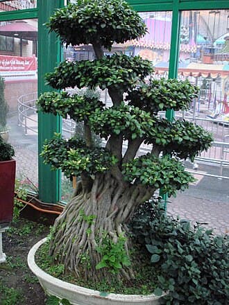 Ginseng Ficus Bonsai with Gnarled Roots