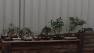 Small Slanting Bonsai Specimen