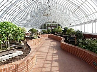 Multi-Trunk Ficus Bonsai