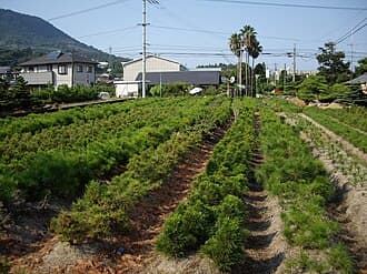Japanese Black Pine Bonsai Nursery Stock