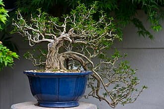 Japanese Zelkova Bonsai