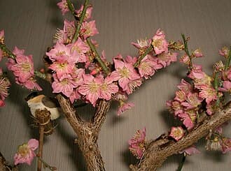 Japanese Apricot Bonsai in Bloom