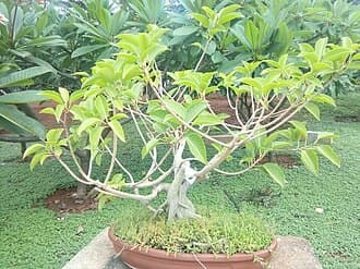 Ficus Bonsai with Spreading Canopy
