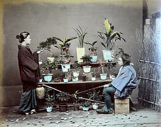 Japanese Black Pine Bonsai