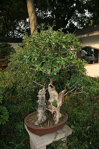 Chinese Holly Penjing with Deadwood