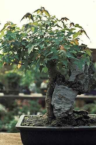 Trident Maple Root-over-Rock Bonsai