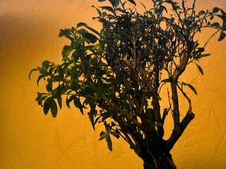 Unidentified Broadleaf Evergreen Bonsai