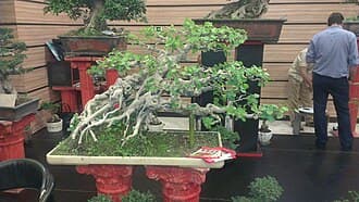Ancient Ficus Root-Over-Rock Bonsai
