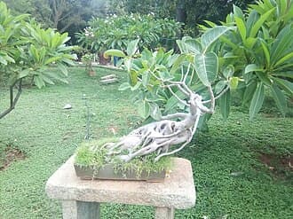 Banyan Fig Exposed Root Bonsai