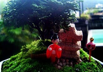 Miniature Japanese Cedar Bonsai with Diorama