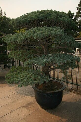 Ancient Japanese Black Pine Penjing