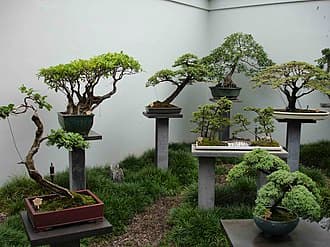 Multi-Trunk Ficus Bonsai