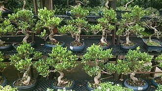 Ginseng Ficus Informal Upright Bonsai